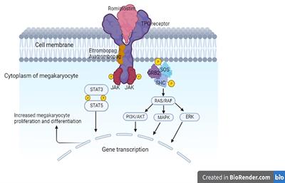Thrombopoietin-receptor agonists for adult patients with immune thrombocytopenia: a narrative review and an approach for managing patients fasting intermittently